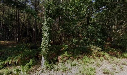 Le Col Vert, Camping à Seignosse