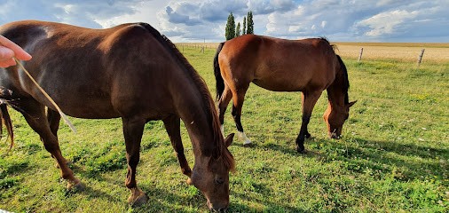 Van Autreve Laurent, Camping à La Ferté-Gaucher