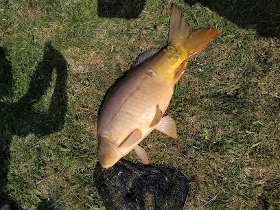 La Papelutte, Camping à Blaringhem